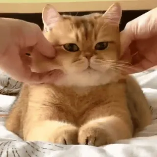 🐈 kucing, imut, binatang, hewan peliharaan, domestik, anak kucing whatsapp sticker