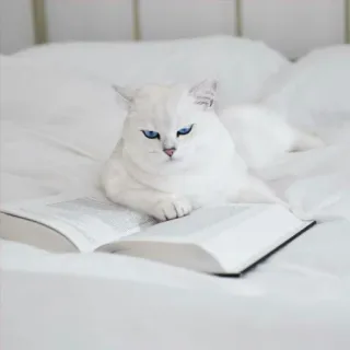 📚 gato, livro, branco, cama, animal, leitura telegram sticker