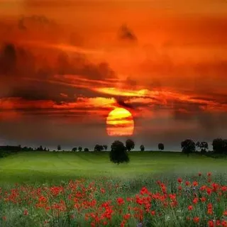 😅 sunset, poppy, field, nature, landscape, meadow, flower, evening, scenic, summer telegram sticker