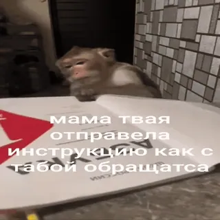 🐵 мама твоя отправила инструкцию как с тобой обращаться mono, leyendo, ruso, gracioso, libro, meme whatsapp sticker