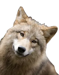 😄 wilk, zwierzę, natura, dzika przyroda, psi telegram sticker