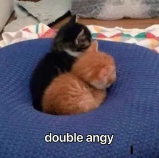 😡 double angy cats, kittens, animals, cute, angry, double whatsapp sticker