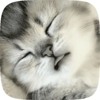 💤 猫, 困, 可爱, 动物, 小猫 telegram sticker