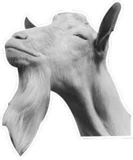 😐 goat, animal, white, sticker, meme telegram sticker