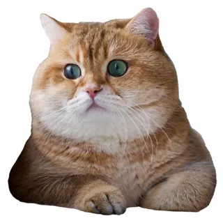 🤔 cat, animal, pet, cute, domestic, feline telegram sticker