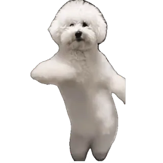 💃 chien, bichon frisé, mignon, animal de compagnie, animal, chien blanc, poilu telegram sticker