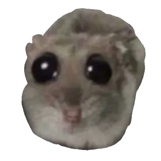 Грустный хомяк • @TgSticker telegram stickers