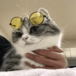 😎 猫, 眼鏡, ペット, 動物, 可愛い, 飼い猫, ネコ科 whatsapp sticker