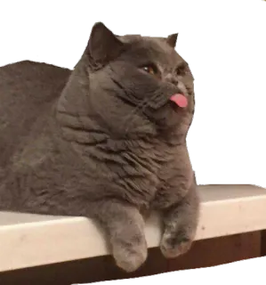 😛 кот, язык, животное, серый кот, питомец, смешной whatsapp sticker