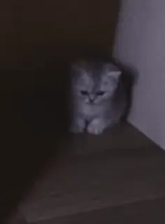 😢 gato, gatinho, cinza, fofo, animal de estimação whatsapp sticker