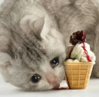 🐈 gattino, gatto, gelato, triste, carino, cibo, dolce whatsapp sticker