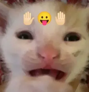 😖 고양이, 이모지, 웃긴, 밈, 유머, 귀여운, 동물 whatsapp sticker
