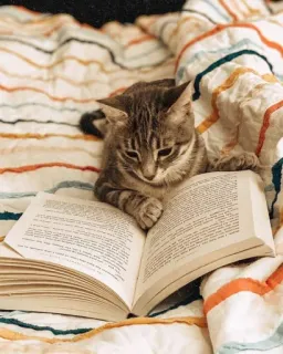 📖 gato, lendo, livro, manta listrada, animal, animal doméstico, gatinho telegram sticker