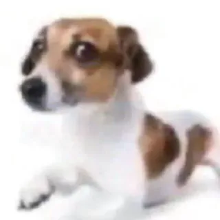 🐕 perro, cachorro, animal, mascota, lindo, doméstico telegram sticker