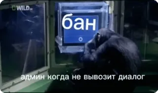 🌟 chimpanzee бан, админ когда не вывозит диалог whatsapp sticker