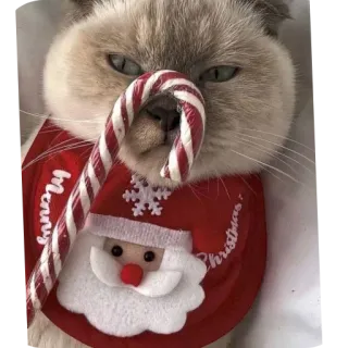 🧵 merry christmas cat, christmas, santa, candy cane, festive, holiday, cute telegram sticker