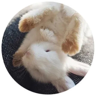 🙃 rabbit, bunny, animal, cute, pet, white rabbit telegram sticker