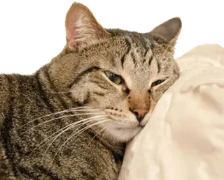 😞 gato, mascota, animal, gato doméstico, gato atigrado, descansando telegram sticker