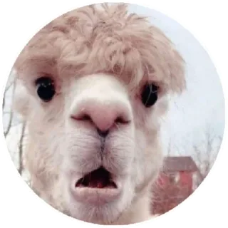 😮 alpaca, animal, cute, farm animal, llama, funny whatsapp sticker