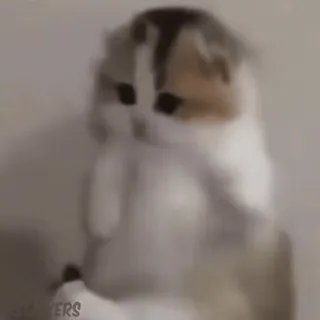 😌 Katze, Tier, Haustier, Kätzchen, süß, stehend whatsapp sticker