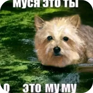 🐎 МУСЯ ЭТО ТЫ О ЭТО МУ МУ telegram sticker