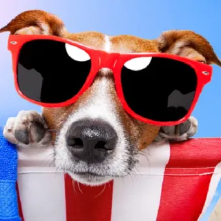 😎 cane, occhiali da sole, spiaggia, estate, vacanza, animale domestico, animale telegram sticker