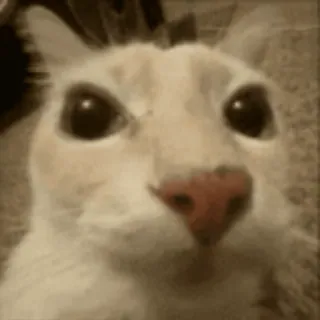 😉 Katze, Tier, Haustier, süß, lustig telegram sticker