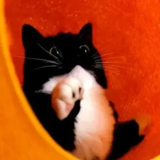 🐾 Katze, Tuxedo Katze, Haustier, Tier, süß, spielerisch telegram sticker