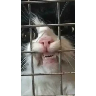 😀 cat, animal, pet, funny, cage, tuxedo cat, mammal telegram sticker