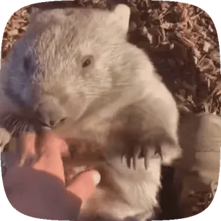 😠 wombat, animal, cute, wildlife, mammal whatsapp sticker