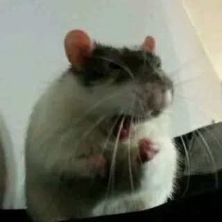 🤯 rat, animal, animal de compagnie, mammifère, mignon, rongeur telegram sticker