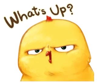 🐤 What's Up? frango, pássaro, e aí?, pergunta, desenho animado, fofo whatsapp sticker