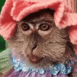 😎 monkey, animal, cute, hat, dress, primate telegram sticker