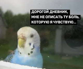 📖 ДОРОГОЙ ДНЕВНИК, МНЕ НЕ ОПИСАТЬ ТУ БОЛЬ, КОТОРУЮ Я ЧУВСТВУЮ... นก, ไดอารี่, ความเจ็บปวด, เศร้า, นกแก้ว, นกแก้ว telegram sticker