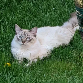 🏡 cat, grass, animal, pet, feline, white cat, blue eyes telegram sticker