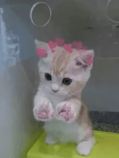 ❤️ 새끼 고양이, 고양이, 귀여운, 하트, 애완 동물, 동물, 카와이, 사랑스러운 telegram sticker