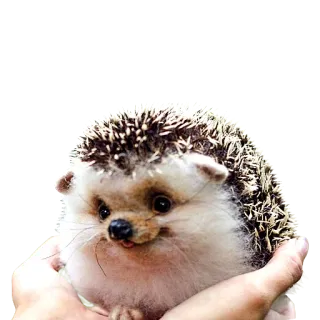 😚 erizo, animal, lindo, mascota, fauna, mamífero telegram sticker