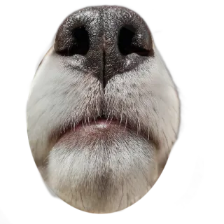 👃 dog, animal, nose, close-up, pet, mammal telegram sticker
