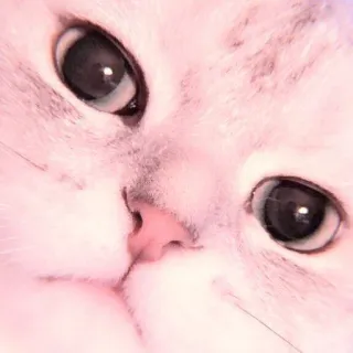 🐈 cat, kitten, cute, animal, pet, face whatsapp sticker
