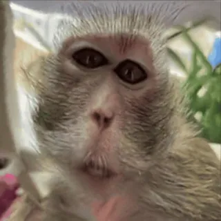 🌟 macaco, animal, primata, vida selvagem telegram sticker