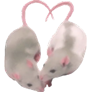 🐁