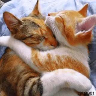 😍 @LBS01 cats, hug, cute, cuddling, affectionate, pets, kittens whatsapp sticker