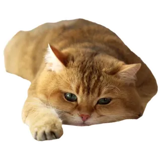 😑 cat, ginger, pet, animal, feline, cute, domestic telegram sticker