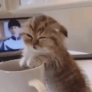 😇 cat, kitten, cute, animal, cup whatsapp sticker