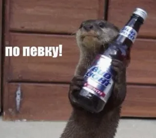 🍻 ПО ПЕВКУ! otter, beer, alcohol, animal, bud light telegram sticker