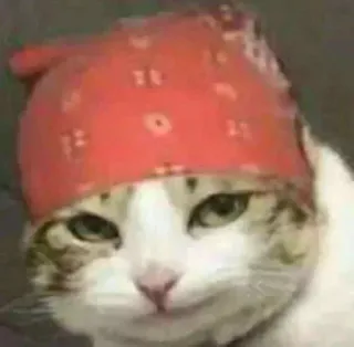 😏 Katze, Bandana, Tier, Haustier, süß, lustig telegram sticker