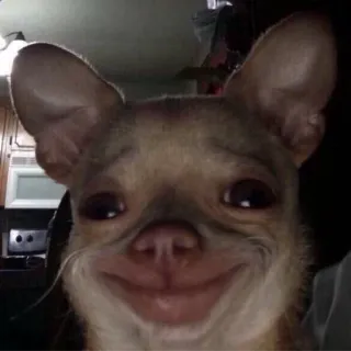 🥲 Hund, Chihuahua, Tier, Haustier, Lustig, Meme telegram sticker