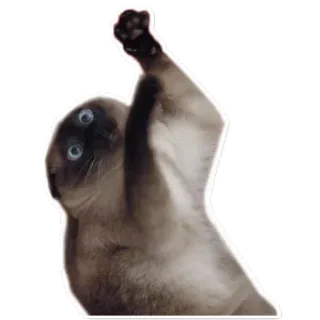 🙋 chat, animal, drôle, mignon, mème, siamois, poing levé telegram sticker