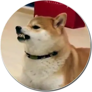 😡 chien, mème, shiba inu, en colère, dents, animal, domestique whatsapp sticker