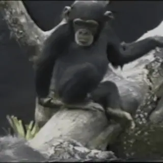 😁 chimpanzee, ape, animal, mammal, primate, wildlife telegram sticker